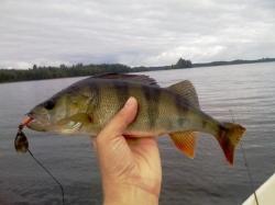 Perch csalit