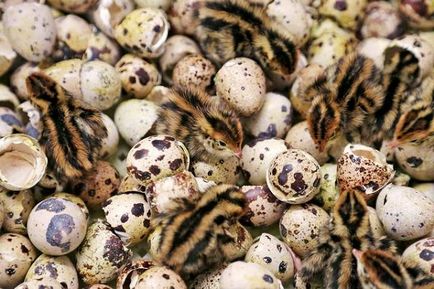 Descrierea celei mai bune ouă și rase de carne de prepeliță