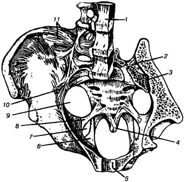 Diagnosticul pelvinului manual