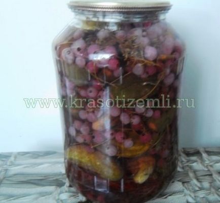 Uborka ribizli ecet és sterilizálás nélküli, a föld, a szépség (piros) Uborka ribizli ecet és sterilizálás nélküli, a föld, a szépség