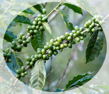 Ulei de semințe de cafea verde în cosmetologie