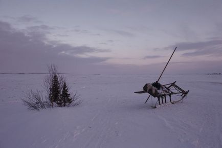 Масштабна ловля відбилися від стада оленів