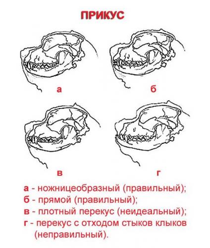 мастино наполетано