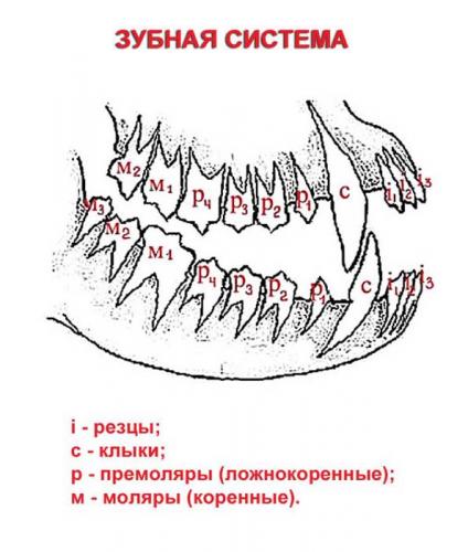 мастино наполетано