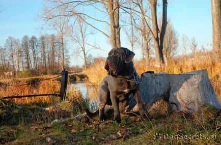 Mastino neapolitana (a) Mastino neapolitana