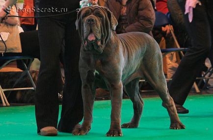 Mastino Neapolitano