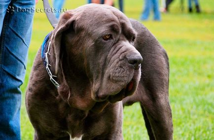 Mastino Neapolitano