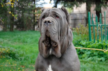 Mastino Neapolitano