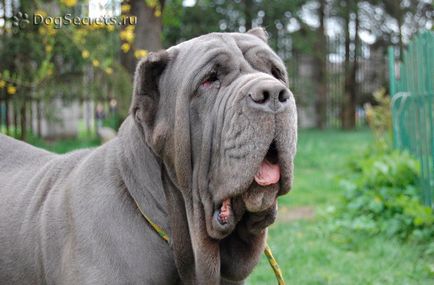 Mastino Neapolitano