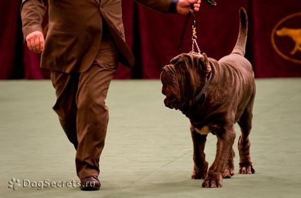 Mastino Neapolitano