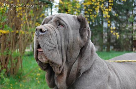 Mastino Neapolitano