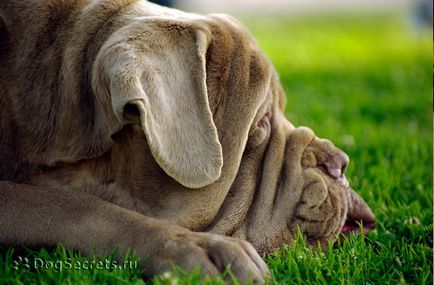 Mastino Neapolitano