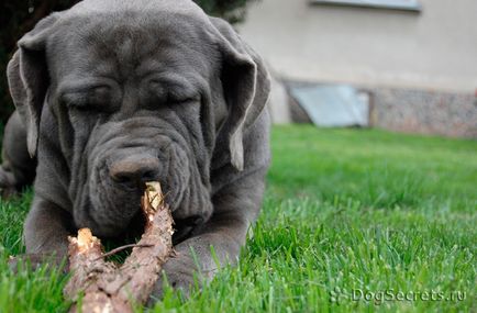 Mastino Neapolitano