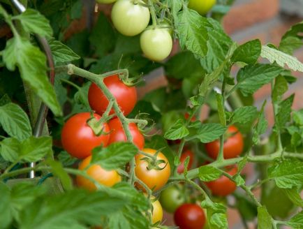 Frunze mici de tomate tomate tomate, descriere, video