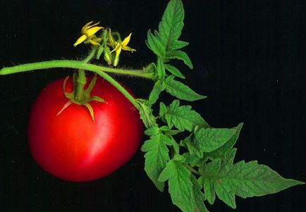 Frunze mici de tomate tomate tomate, descriere, video