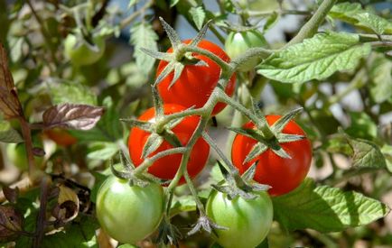 Frunze mici de tomate tomate tomate, descriere, video