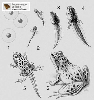 Metamorphosis - Голяма съветска енциклопедия - Енциклопедия & усилвател; речници