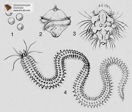 Metamorfoza este o mare encyclopedie sovietică - enciclopedii & dicționare