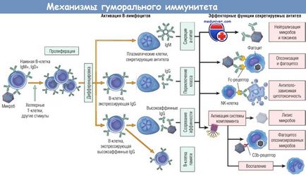 Механізми гуморального імунітету