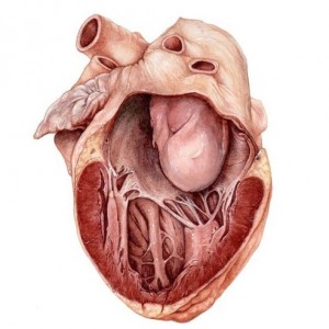 Heart malformație atrială, ventricul - cauze, tratament, simptome
