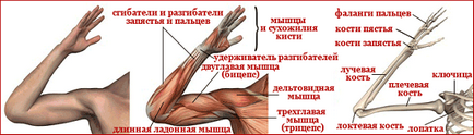 Міологія атрофія м'язів руки