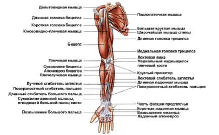 Atrofia miocardică a mușchilor mâinii