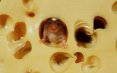 Șoareci, indici anatomici și fiziologici ai șoarecilor, șoareci la domiciliu, creșterea dinților, maxilarului, coloanei vertebrale