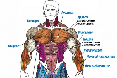 Muschii din brâul humeral superior, factorul de forță - leagăn cu mintea!