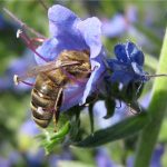 Plante perene de miere, cele mai bune plante de miere din Rusia
