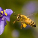 Évelő növény méz, a legjobb méz növények Oroszország