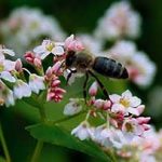 Évelő növény méz, a legjobb méz növények Oroszország