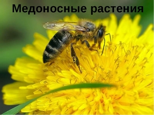 Évelő növény méz, a legjobb méz növények Oroszország