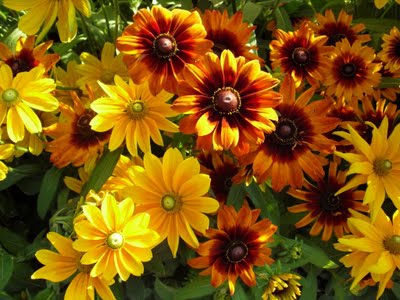 Hosszú távú, éves szőrös Rudbeckia milyen a növény, gondozzák növekedni Rudbeckia rendesen