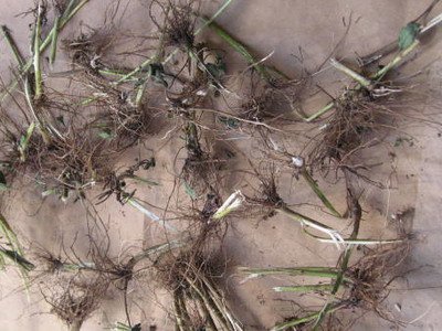 Pe termen lung, anual rudbeckia păros ca plantarea, grija și în creștere în mod corespunzător Rudbeckia