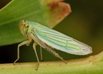 Montbretzia (planta japoneză) plantare și îngrijire pe teren deschis