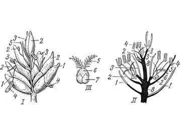 Caracteristici morfologice