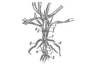 Caracteristici morfologice