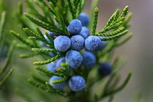 Juniper, fericit