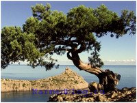 Juniperus - gyógyszer tulajdonságait, és használják a népi gyógyászatban