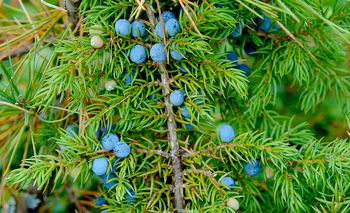 Juniperus - gyógyszer tulajdonságait bogyók és tűk