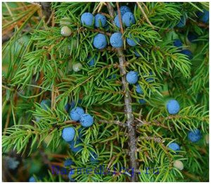 Juniperus - gyógyszer tulajdonságait, és használják a népi gyógyászatban