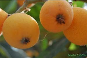 Medlar proprietăți benefice și contraindicații la fructe