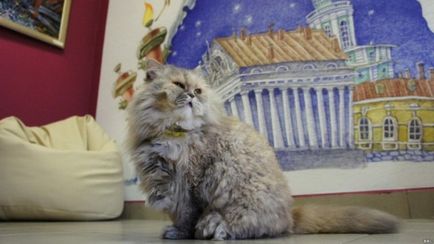 Múzeum macskák történetében St. Petersburg, gyűjteménye, hogyan juthat
