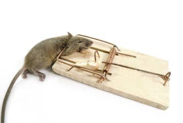 Metode fiabile cum să scapi de un șobolan într-un apartament pentru totdeauna