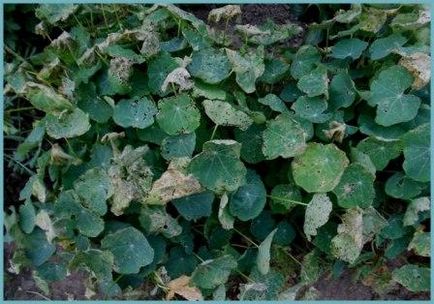 Nasturtium plantare și îngrijire, fotografie