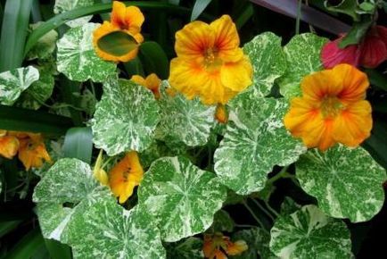 Nasturtium plantare și îngrijire, fotografie