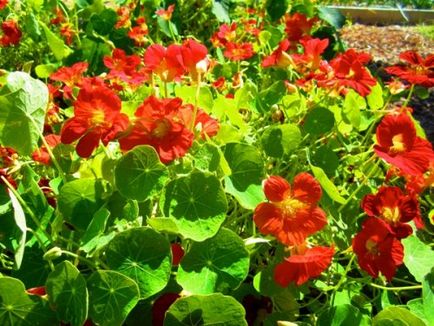 Nasturtium - cultivat din semințe, răsaduri și butași, îngrijire