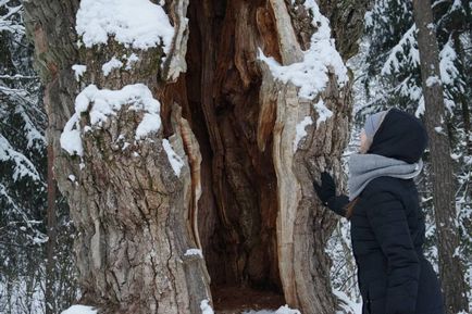 Parcul Național Belovezhskaya Pushcha prețurile, fotografiile și o mulțime de informații utile