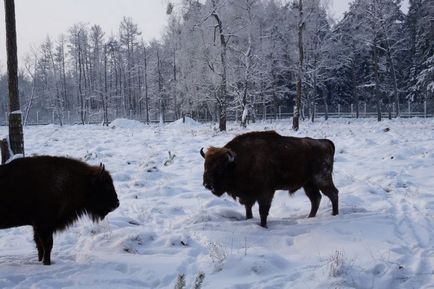 Nemzeti Park Bialowieza erdő árak, fotók és sok hasznos információval