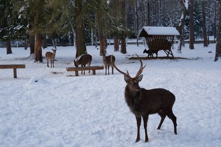 Parcul Național Belovezhskaya Pushcha prețurile, fotografiile și o mulțime de informații utile